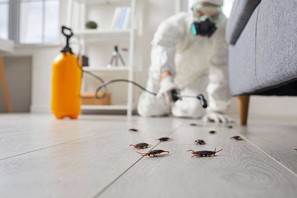 Post-Treatment Bed Bug Interceptor Monitoring in Paulden